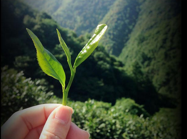 霄坑绿茶